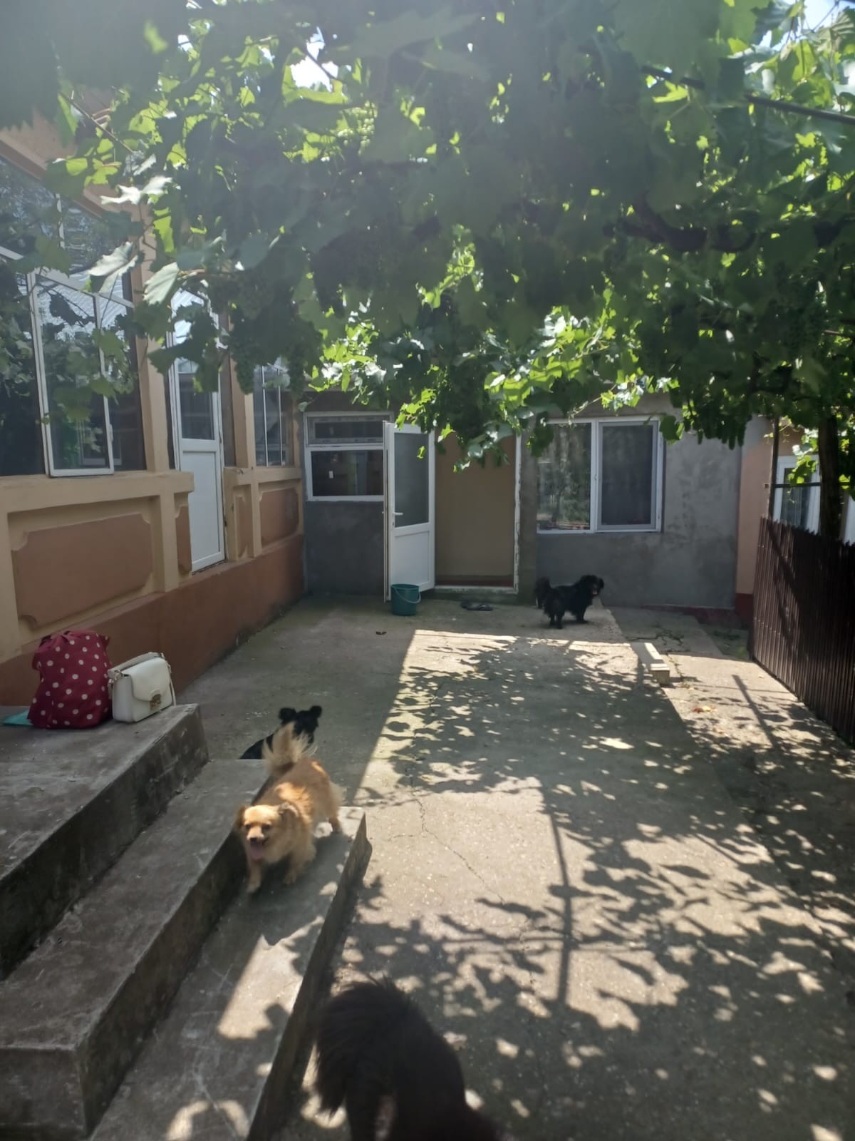 Casa si teren Odaia Manolache